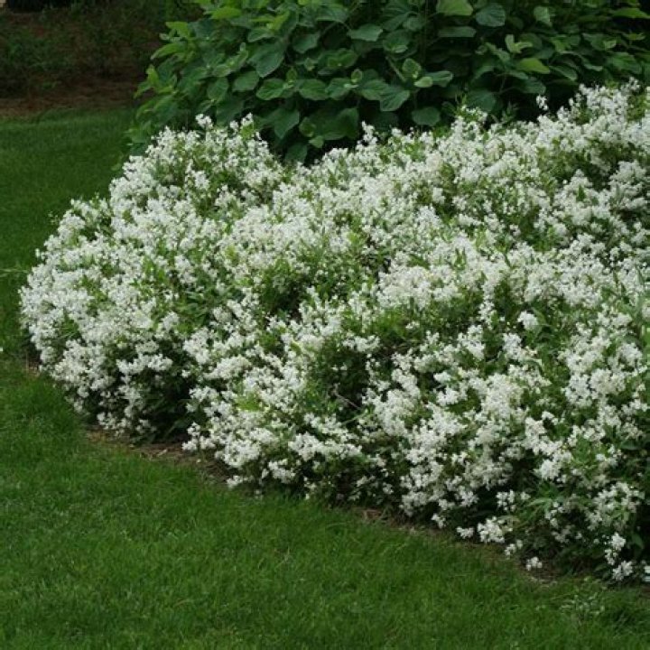 How tall does deutzia grow?