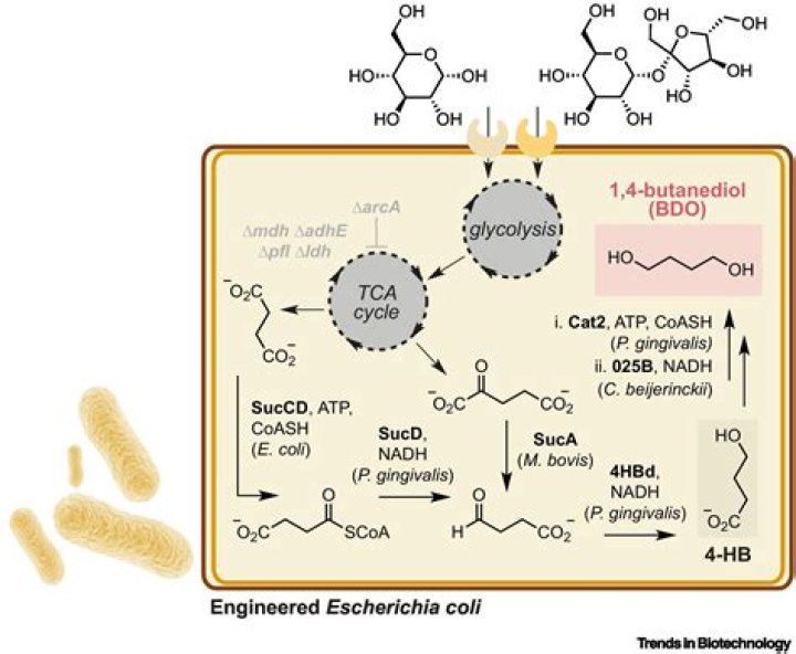 Is butanediol illegal?