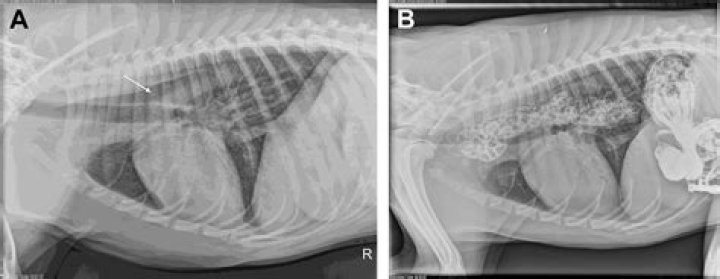 Is congenital megaesophagus in dogs hereditary?