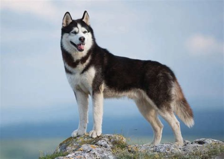 Is Husky a good family dog?