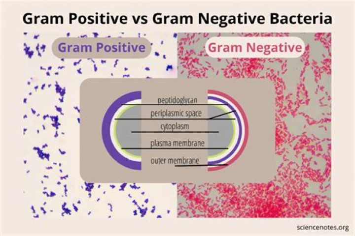 Is it better to be HR positive or negative?