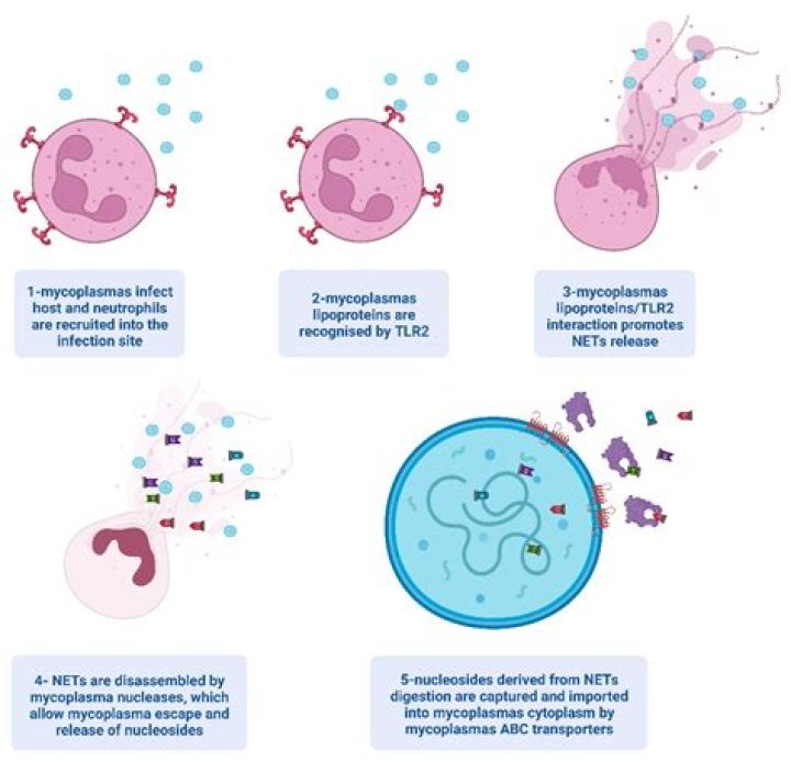 Is mycoplasma a STD?