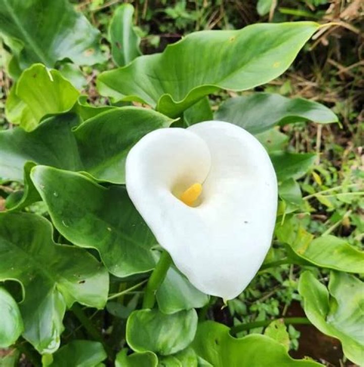 Por que a flor copo de leite e perigosa?