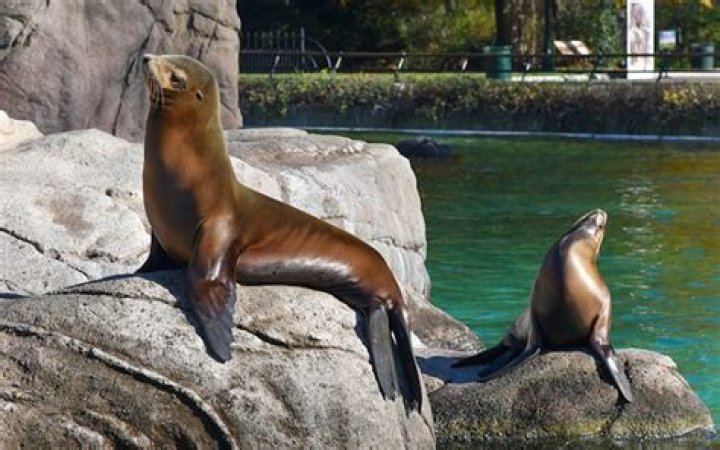 What animals are in the Bronx Zoo?