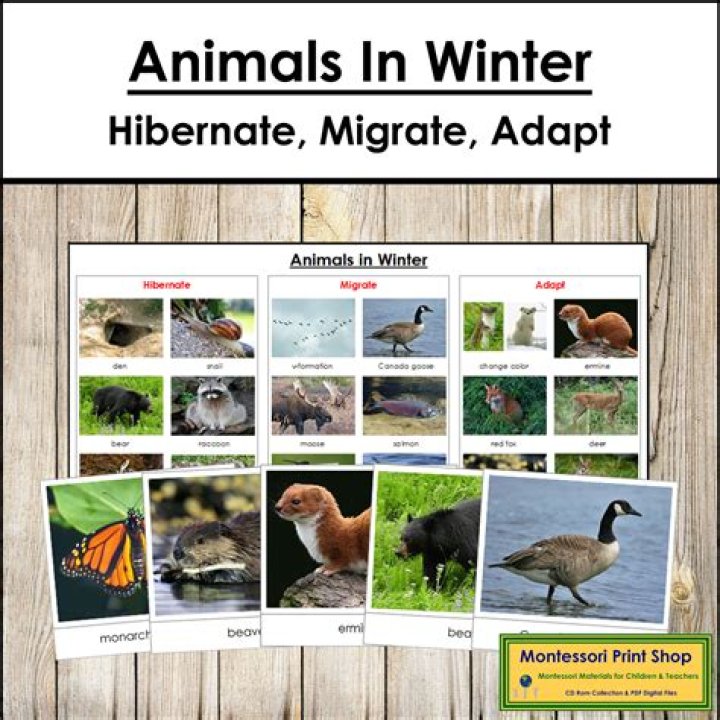 What are 4 animals that hibernate?