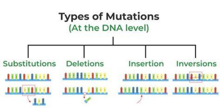 What are advantageous mutations?