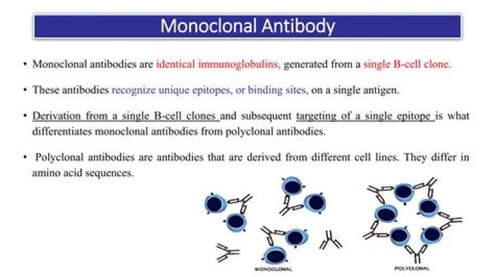 What are bispecific monoclonal antibodies?