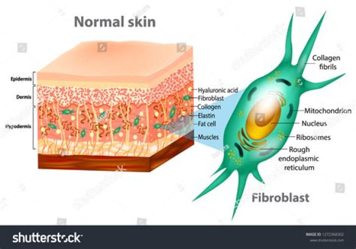 What are keratinocytes and fibroblasts?