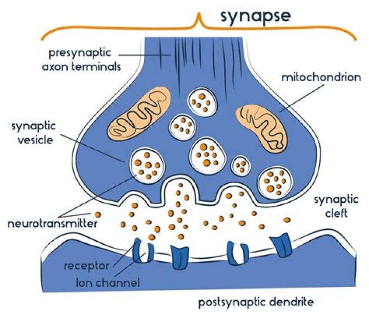 What are synapses and dendrites?