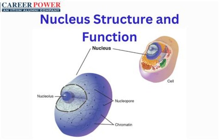 What are the 3 main functions of the nucleus?