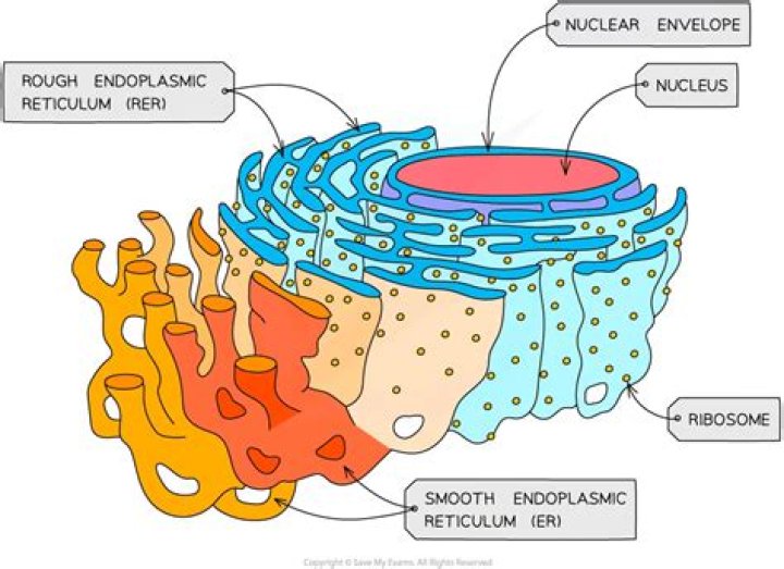 What are the components of endoplasmic reticulum?