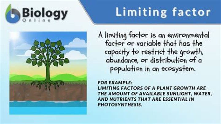 What are the limiting factors of the rainforest?