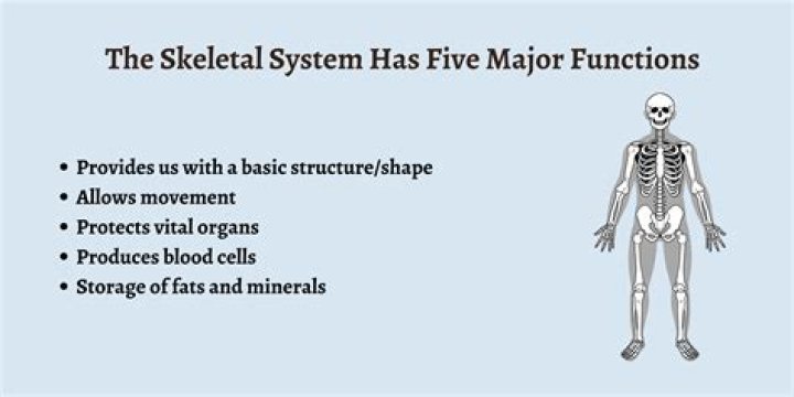 What are the main organs involved in the skeletal system?