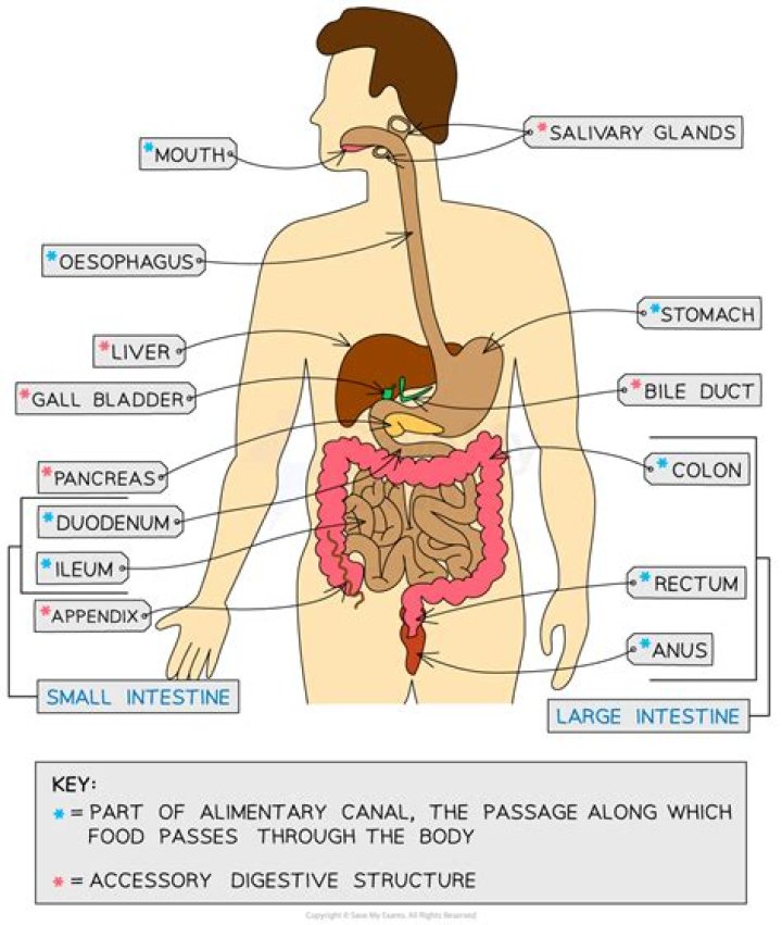 What are the regulatory mechanisms of digestive system?
