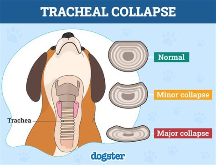 What are the symptoms of a damaged trachea?