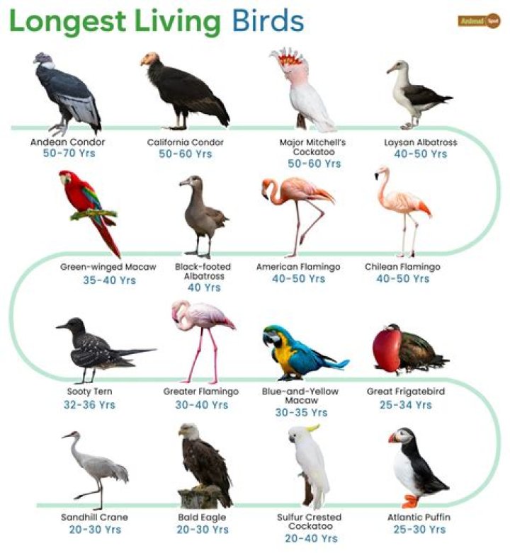 What bird has the longest song?