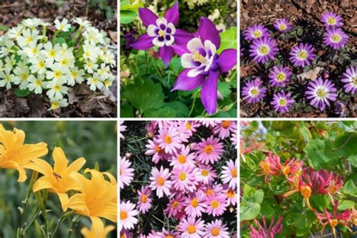 What can I plant now in Northern California?