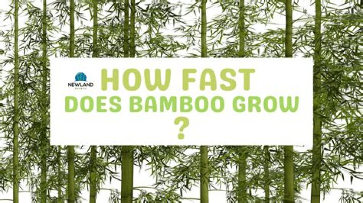 What climate does bamboo grow best in?