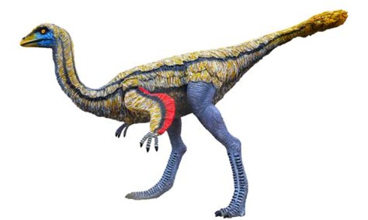 What did the Ornithomimid like to eat?