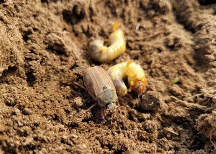 What do Chafer bugs turn into?