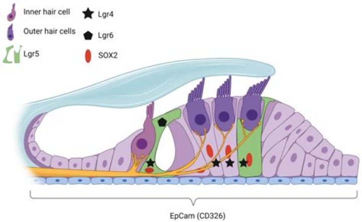 What do cochlear cells do?