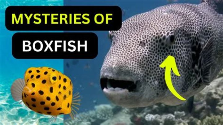 What does a boxfish eat?