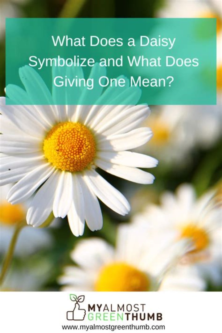 What does a white daisy symbolize?