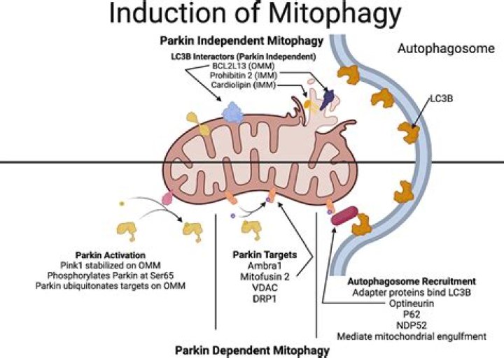 What does BNIP3 do?
