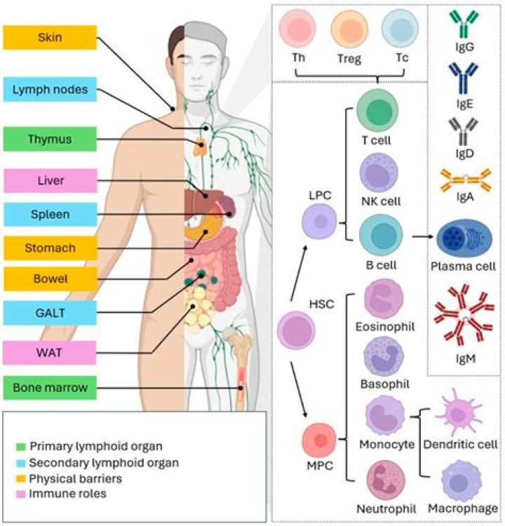What does CTLA-4 do to the immune system?