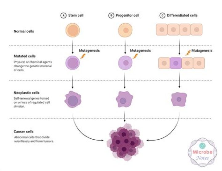 What does fusion of germ cells result in?