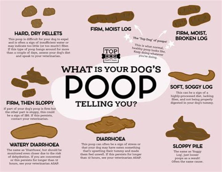 What does it mean to have a Bulldog personality?