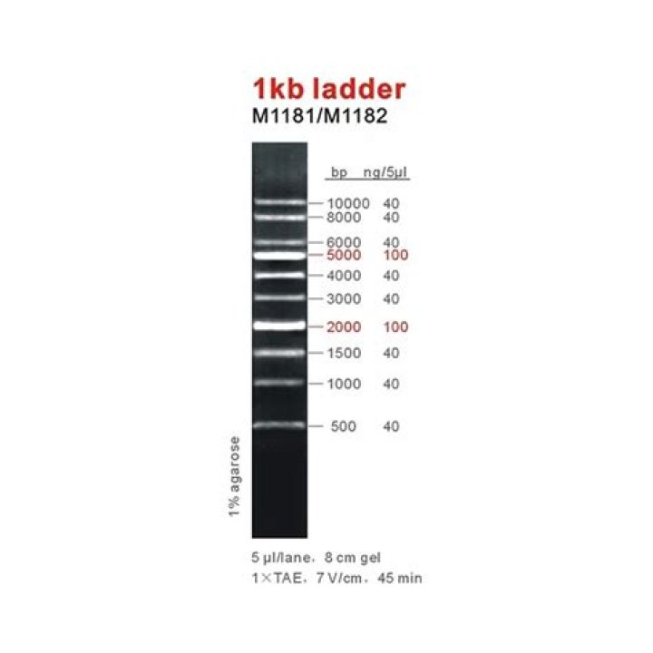 What does KB mean in DNA Ladder?