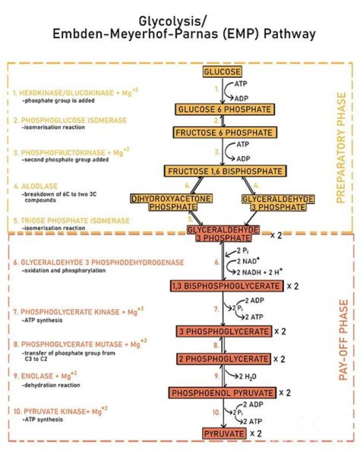 What does the Embden Meyerhof pathway do?