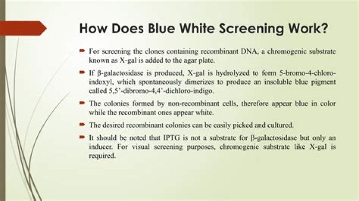 What does X-gal do in blue-white screening?