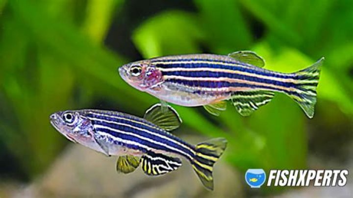 What eats zebra fish?