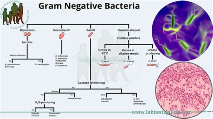 What Gram-negative bacteria are catalase positive?