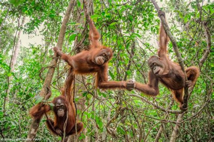What happened to the orangutan from any which way but loose?