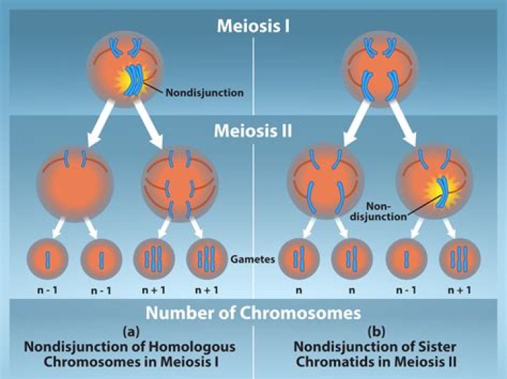 What happens if nondisjunction occurs during meiosis 1?