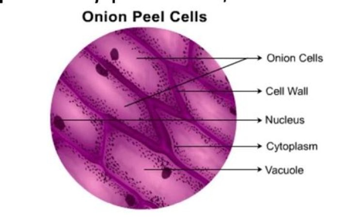What happens when you put salt on a red onion cell?