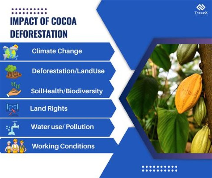 What impact does cocoa have on the environment?