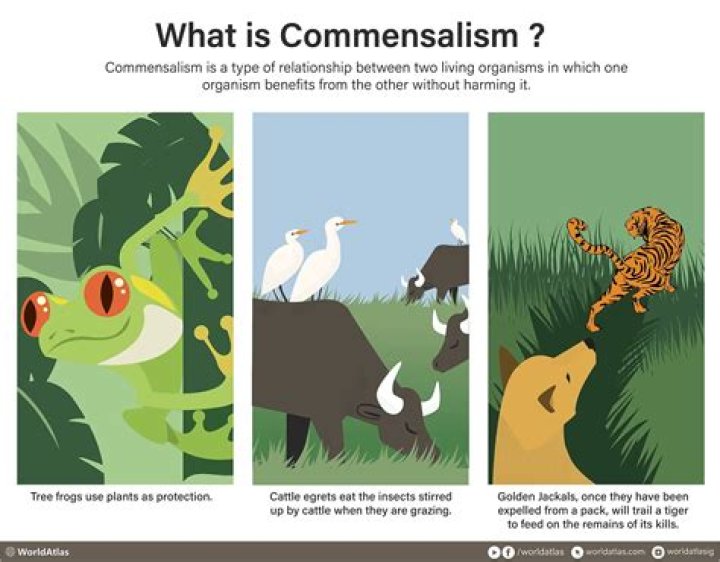 What is a Commensalistic relationship?
