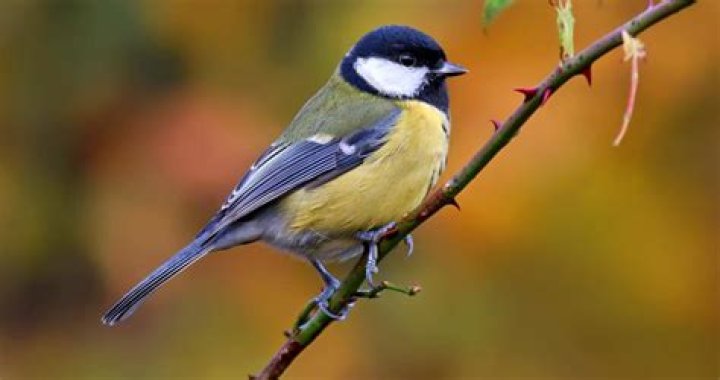 What is a Norteno bird called?