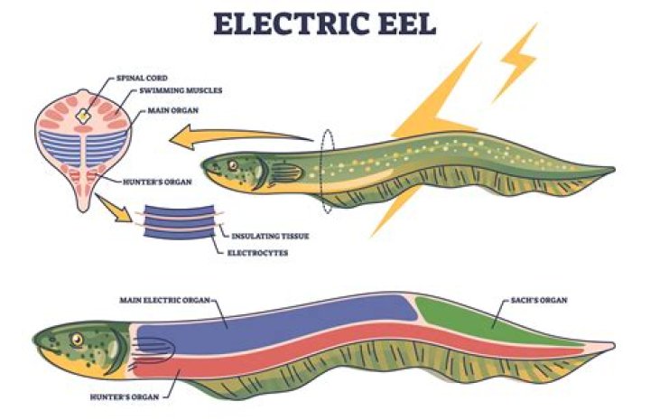 What is an electric organ worth?