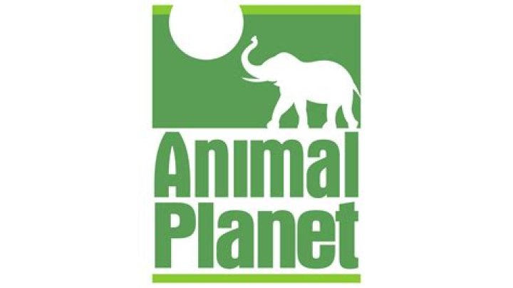 What is Animal Planet?