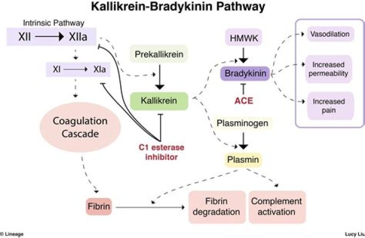 What is bradykinin activated by?