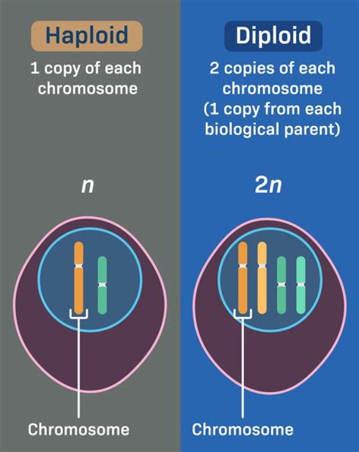 What is diploid and haploid examples?