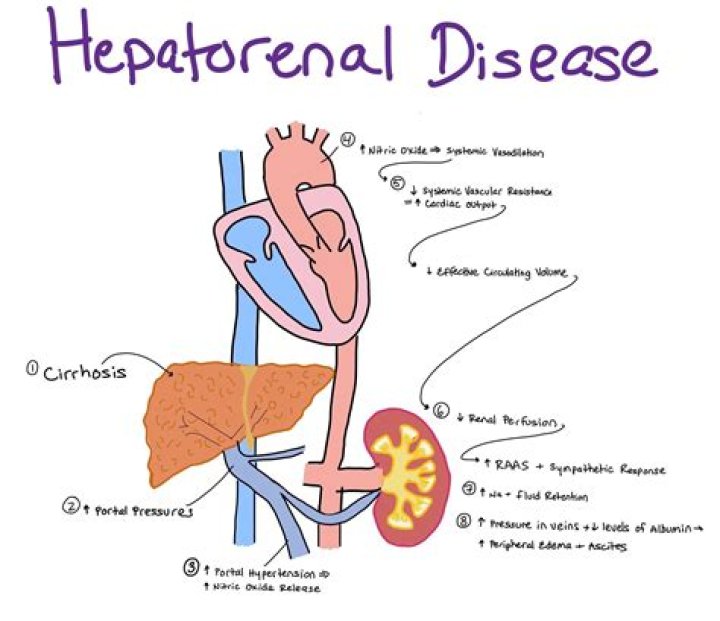 What is hepatorenal failure?