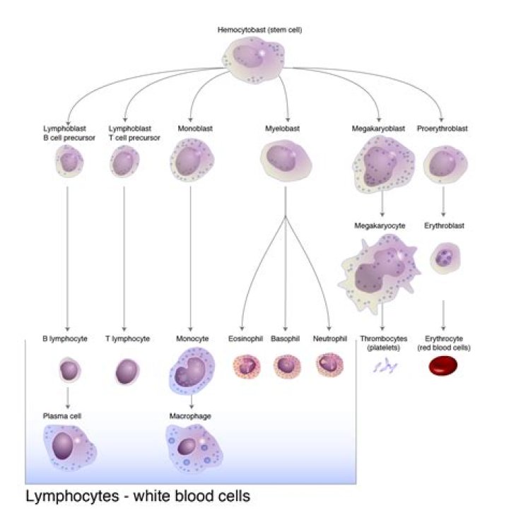 What is lymphocytes and its function?