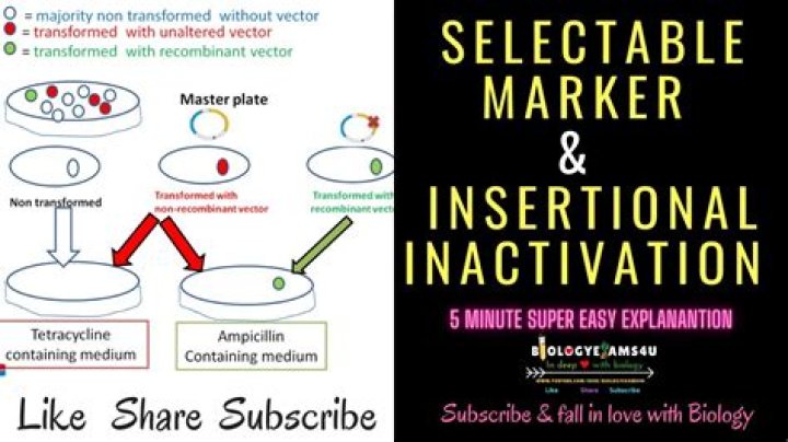 What is meant by selectable marker?