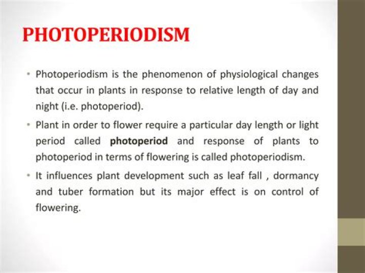 What is Photoperiodism a response to?